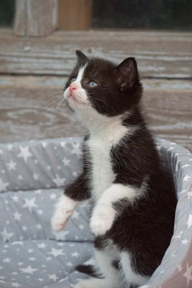 Котовторник 07.06.2022