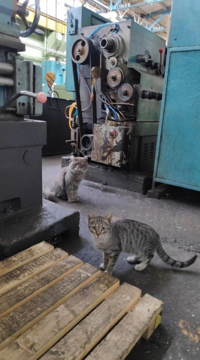 Коты ишачат на заводе