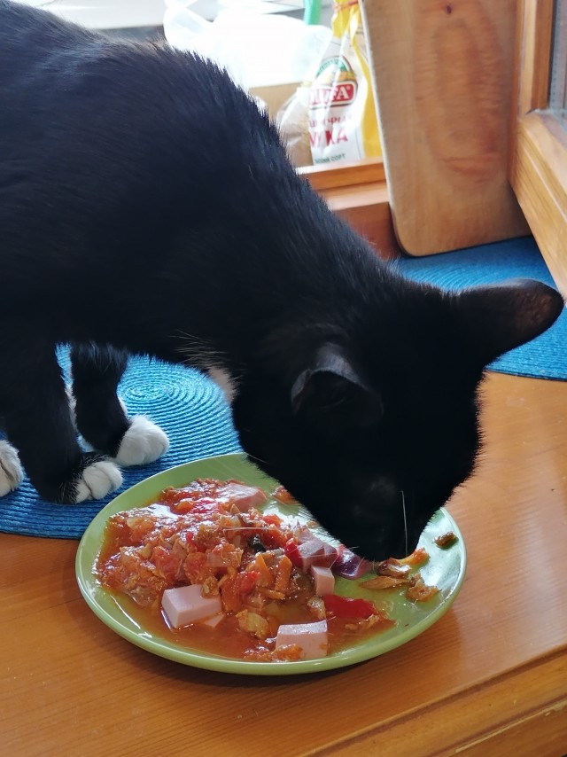 Ура! Котовторник.