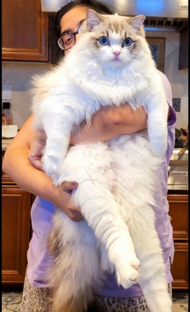 Да у него просто кость широкая