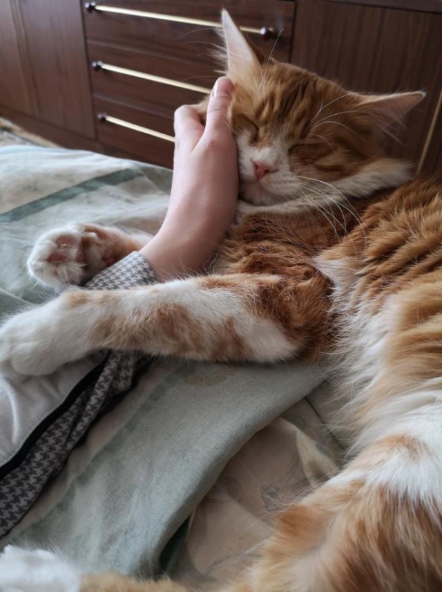 Вторник, сэр кот