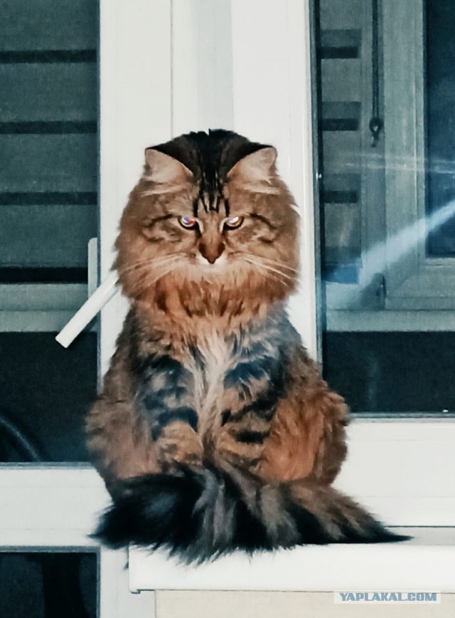 Вторник, ваши коты и кошки в студию