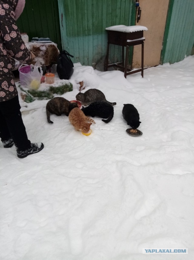Теперь у меня есть хозяйка!