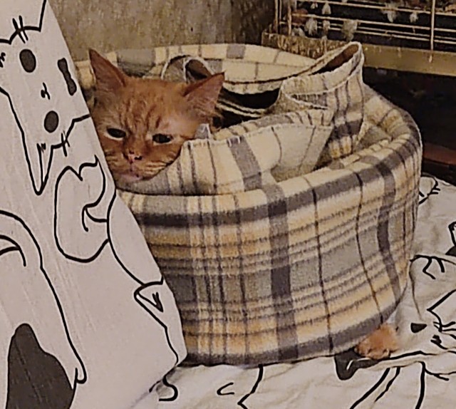 Котовторник 17.01.23
