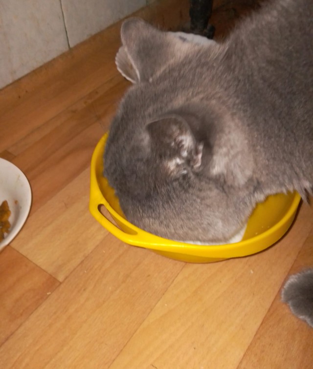 Коты белые, 12 литров
