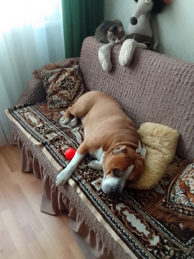 История одного котенка