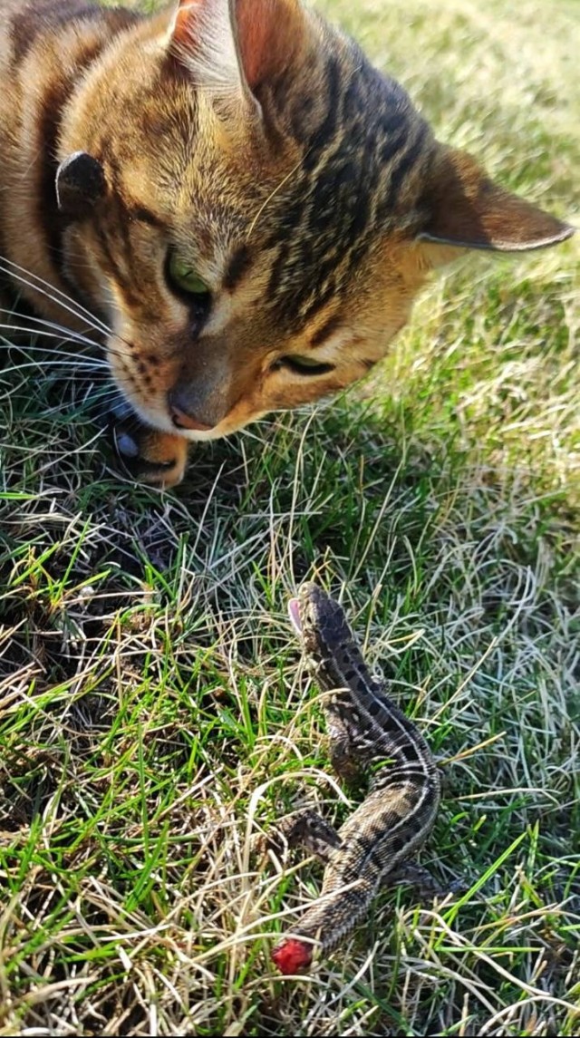 Котовторник