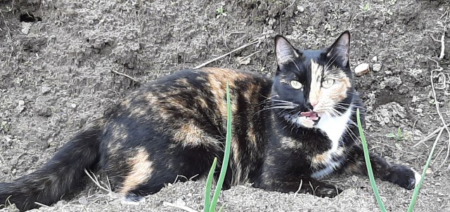 Много дел у кота на даче...