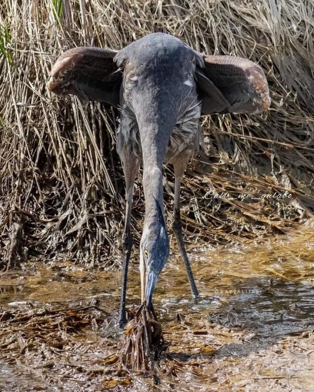 - Сфоткай, типа я - слон