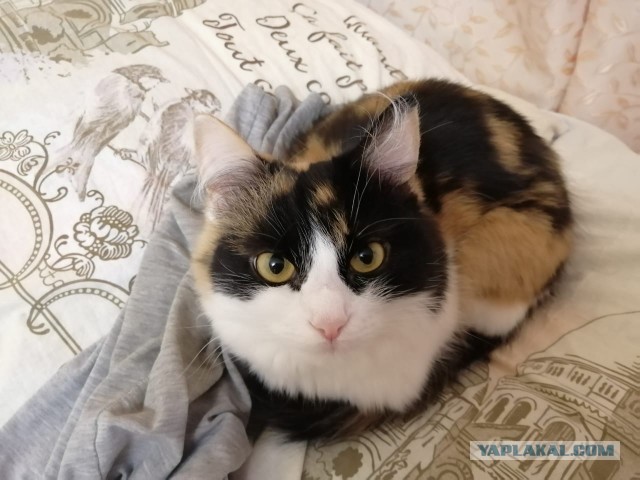 Котовторник, просто Барс