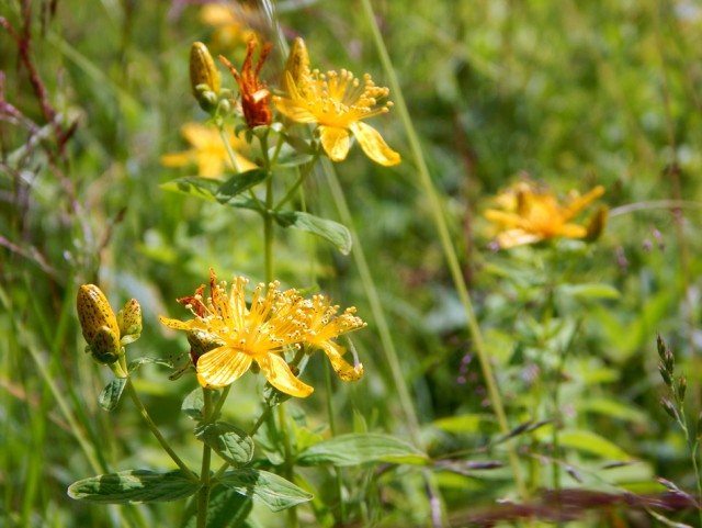 Уральское лето моими глазами