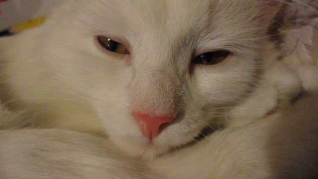 Котовторник 16.04.2013