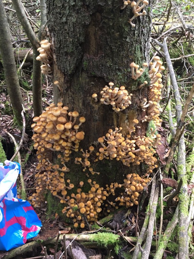 Литературный конкурс Пятак