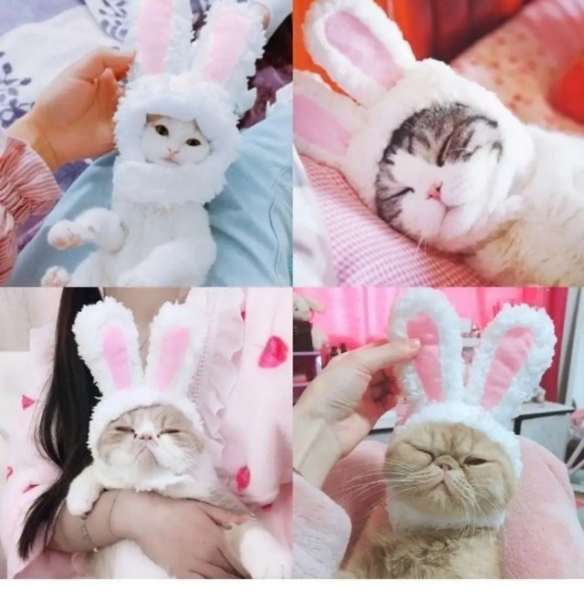 Кошатники, берем на заметку