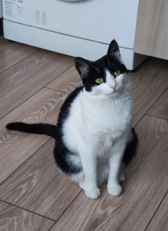 Котаны мои