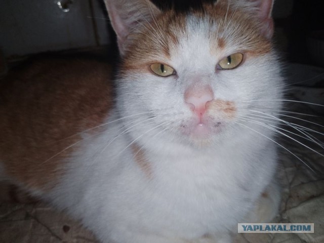 Жизнь домашнего приюта для котеек 481