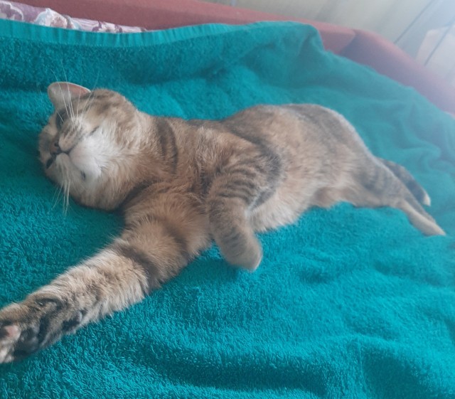 Котовторник
