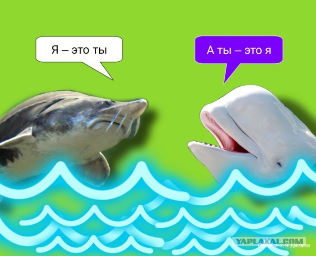 Белуха – хулиган