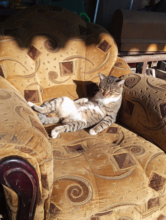 Котэ познал дзен
