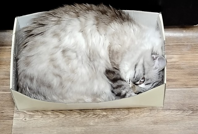 Котовторник 31.12.2024. Последний котовторник года