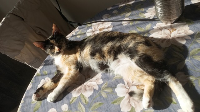Спящий кот