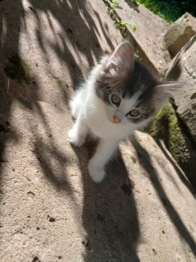Отдам котят
