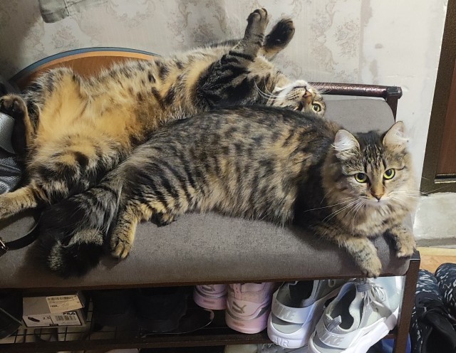 Принимайте в ряды которабов