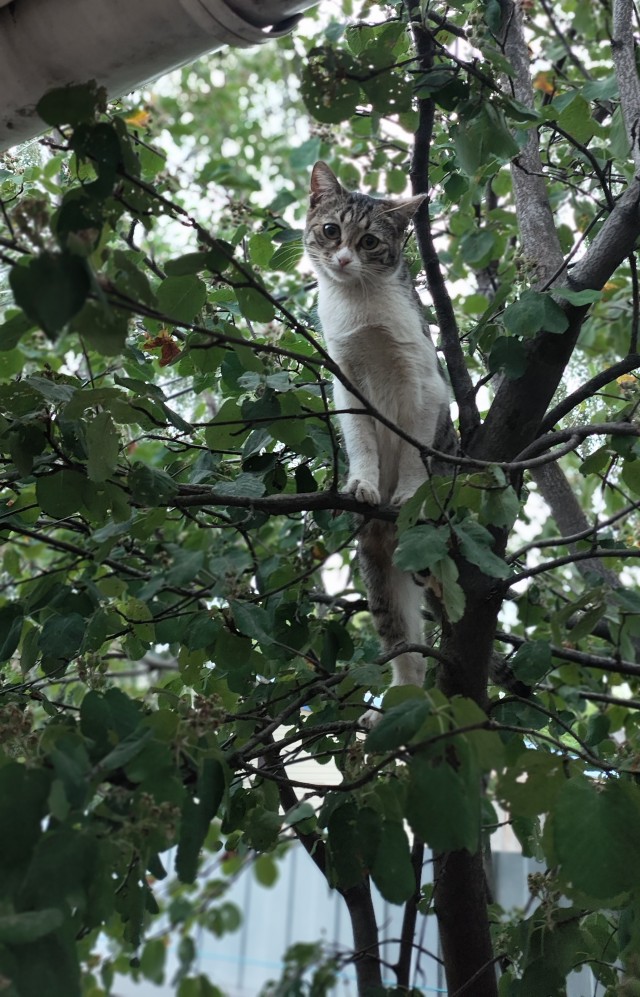 Вот вам и КОТоВТОРНИК!