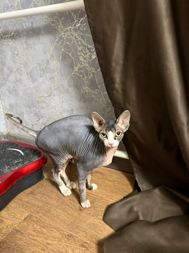 Котовторник. Где коты? Мой вот!
