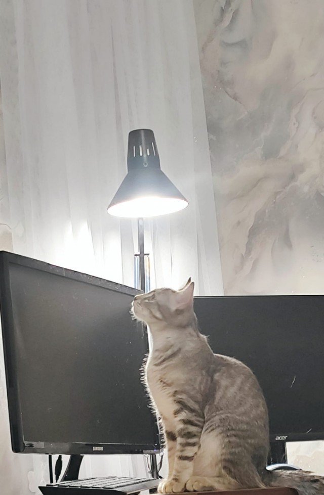 Забираем котика на стену