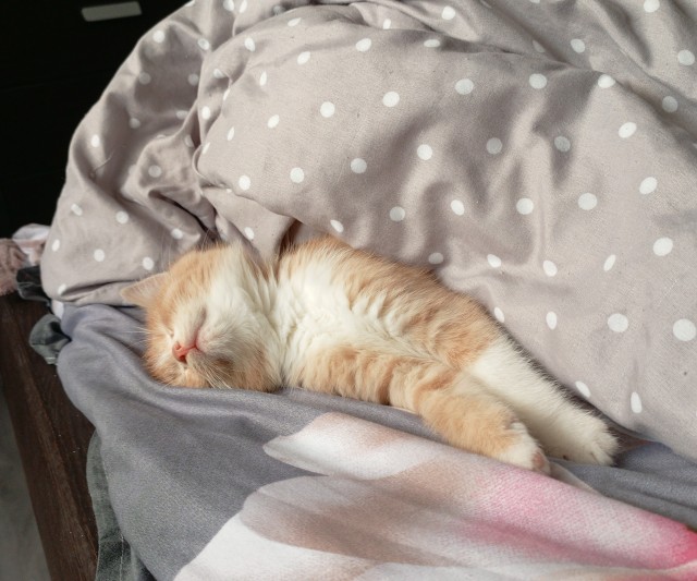 У нас кот