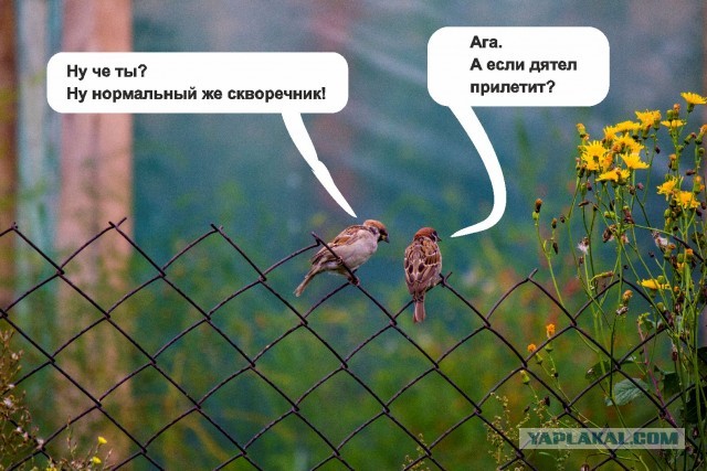 Бронедом для птиц, или почему я теперь не люблю дятлов