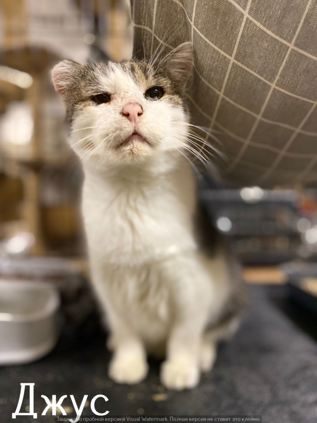 Жизнь домашнего приюта "Котоленд" 520