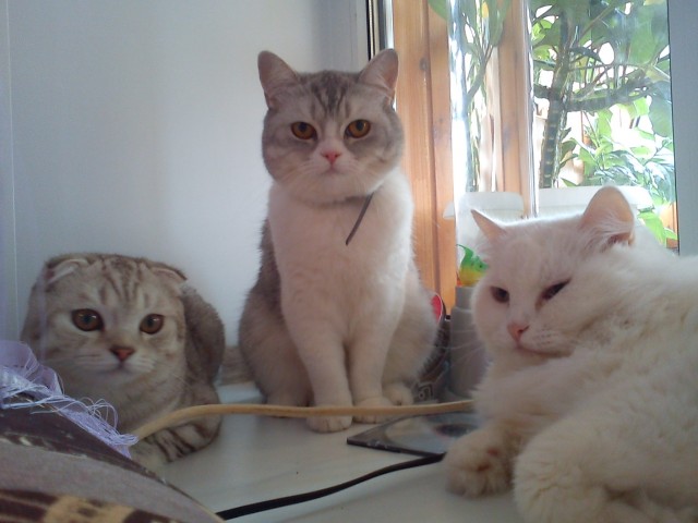 Котовторник 9.07.2013
