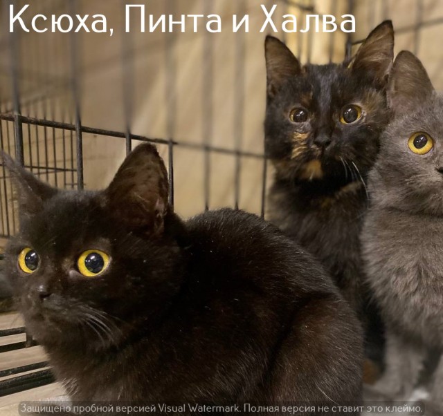 Жизнь домашнего приюта "Котоленд" 524. Нам сегодня 10 лет!