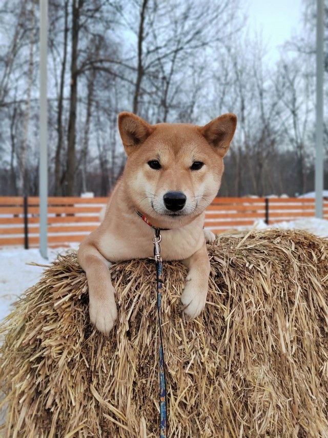 Четверг же...Собачки