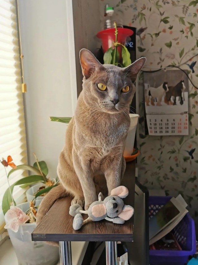 Котофторник жеж