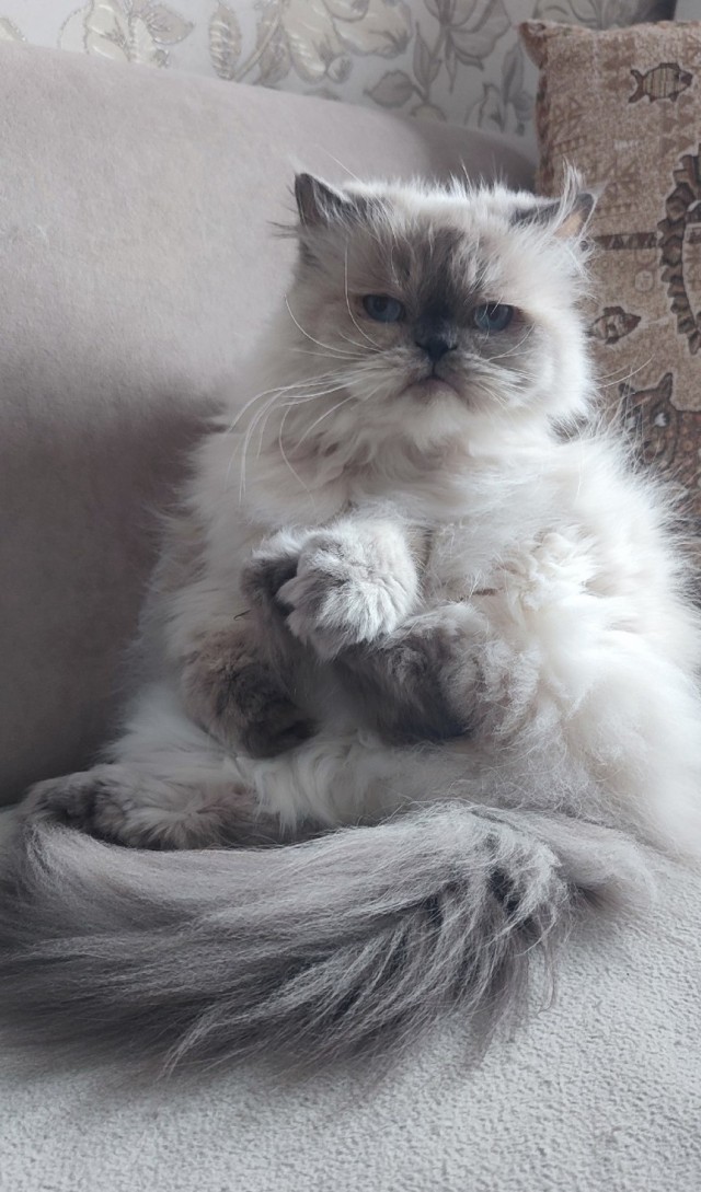 У меня самый красивый кот на свете!