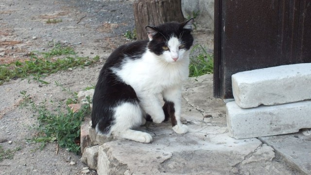 Котовторник