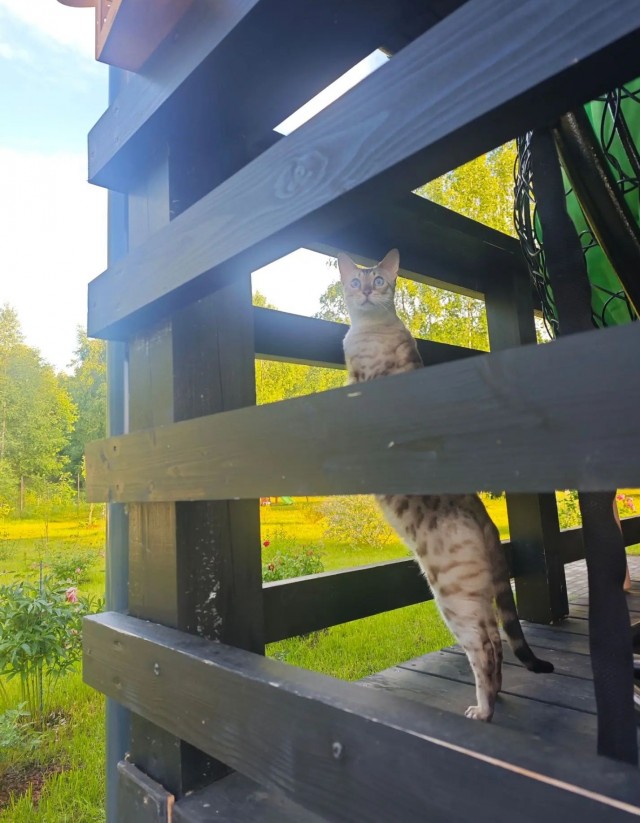 Вступаю в котовторник