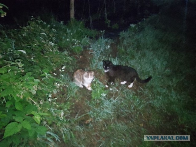 Жизнь домашнего приюта для котеек 578