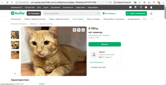 Продаётся кот. 180 000 руб. Налетай!