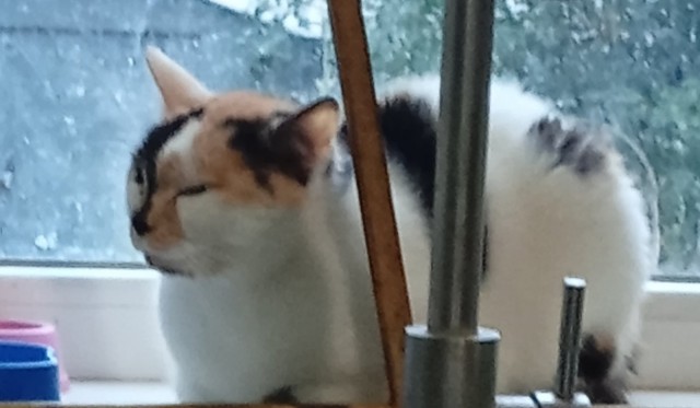 Котовторник