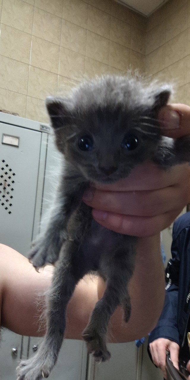 Котовторник  1 сентября