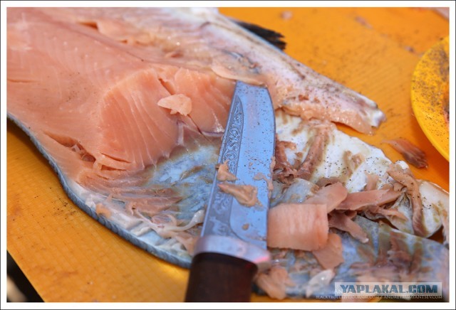 Международный чемпионат ухи 2013