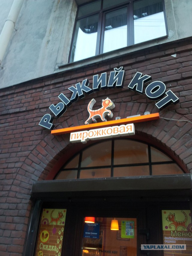 Котовторник 22.10.2013