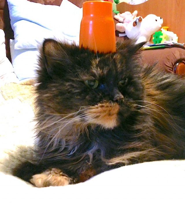Котовторник  25.03.2014