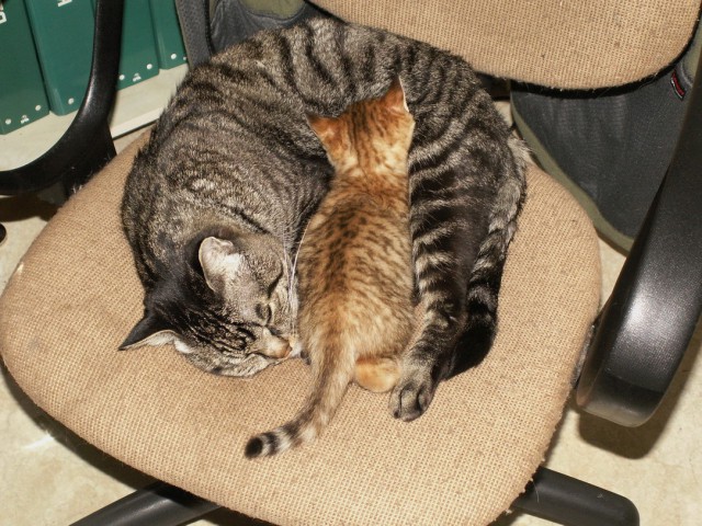 Котовторник 24.06.2014