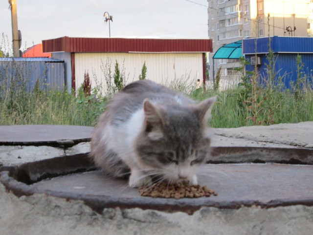 Котовторник 24.06.2014