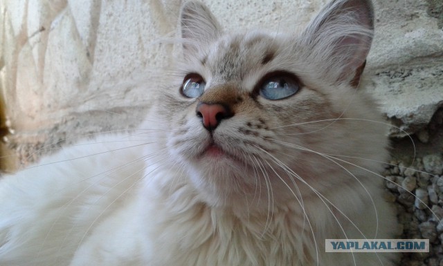 Котовторник 01.07.2014